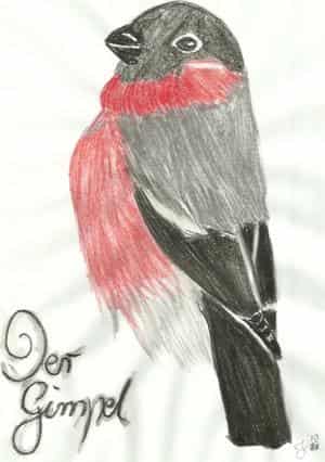 Der Gimpel