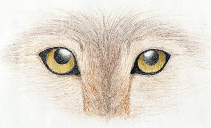 Wolf Eyes