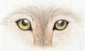Wolf Eyes