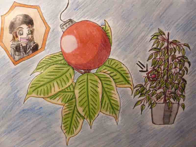 Christmas Ficus benjamina