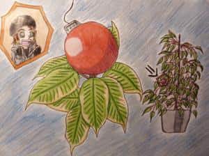 Christmas Ficus benjamina