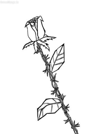 Bitte colos und BG !