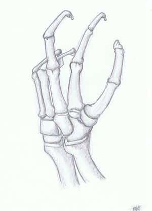 Anatomie//.. Handskelett