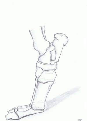 Anatomie//.. Fußskelett