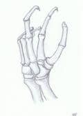 Anatomie//.. Handskelett