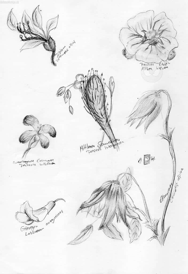 Bleistift übung: Blumen