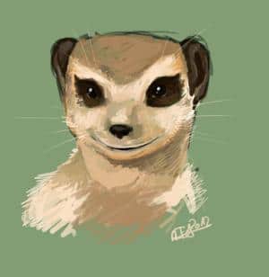 meerkat