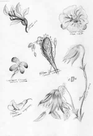 Exercice au crayon: fleurs