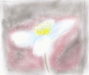 Single flower in the dark