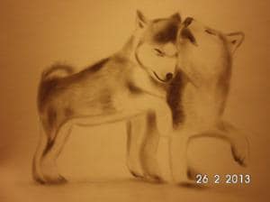Huskys ♥