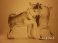 Huskys ♥