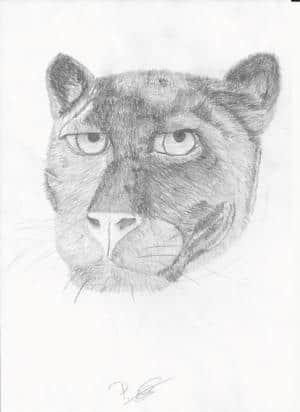 Panther