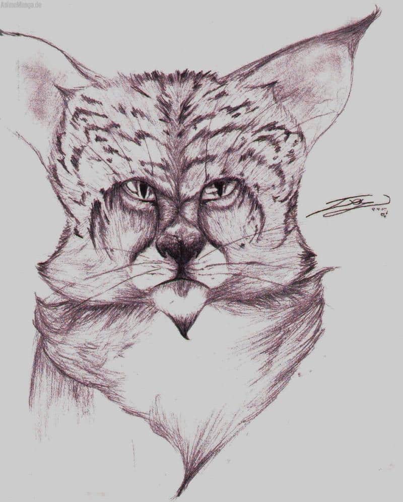 ihrendwie sowas wie ne katze