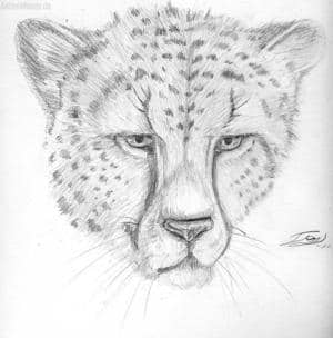 cheetah