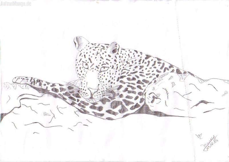 Leopard