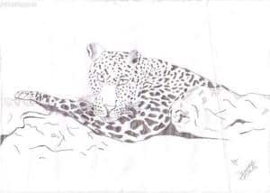 Leopard