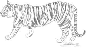 tiger