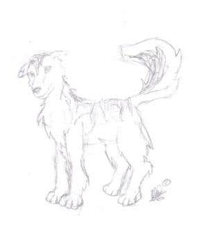 merkwürdiges Wolfilein