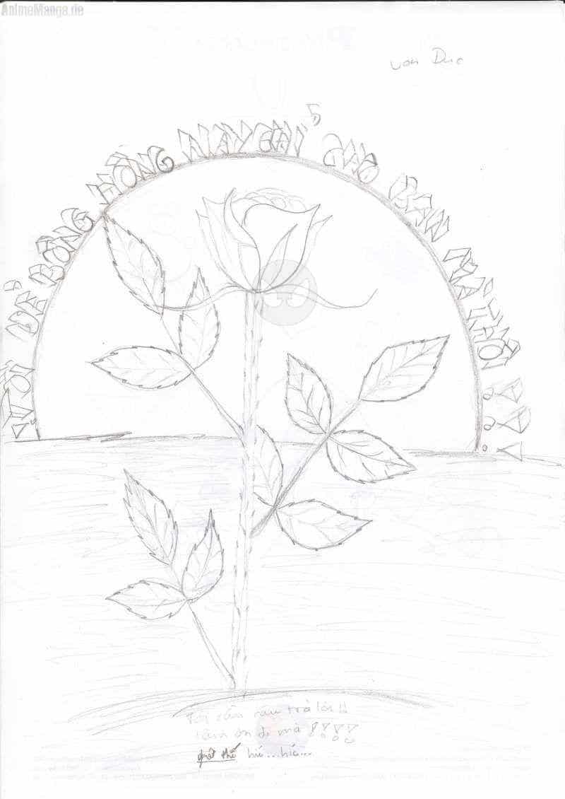 eine wunderschöne Rose