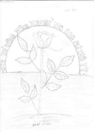 eine wunderschöne Rose