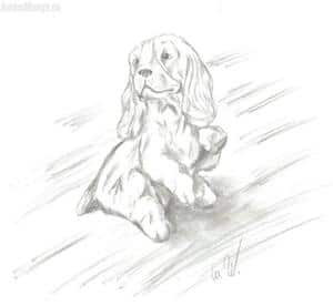 Mal ein richtiger Hund O_o