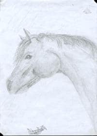 Pferd (Testbild)