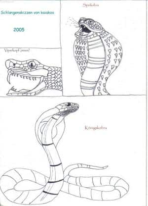 Schlangenskizzen (Kobra/Viper)
