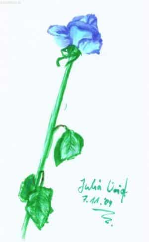 blaue rose