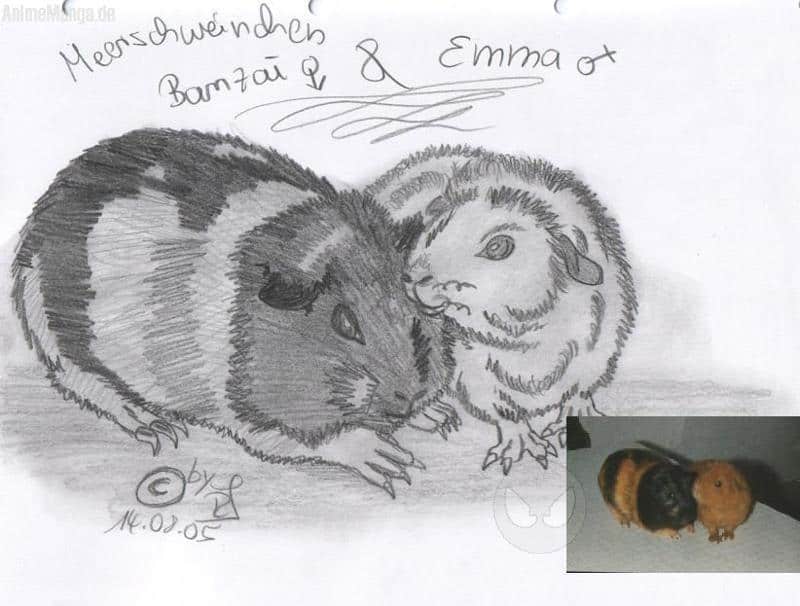 Meerschweinchen Emma und Banzai