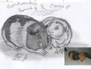 Meerschweinchen Emma und Banzai