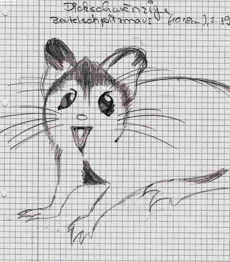 Dickschwänzige Beutelspitzmaus