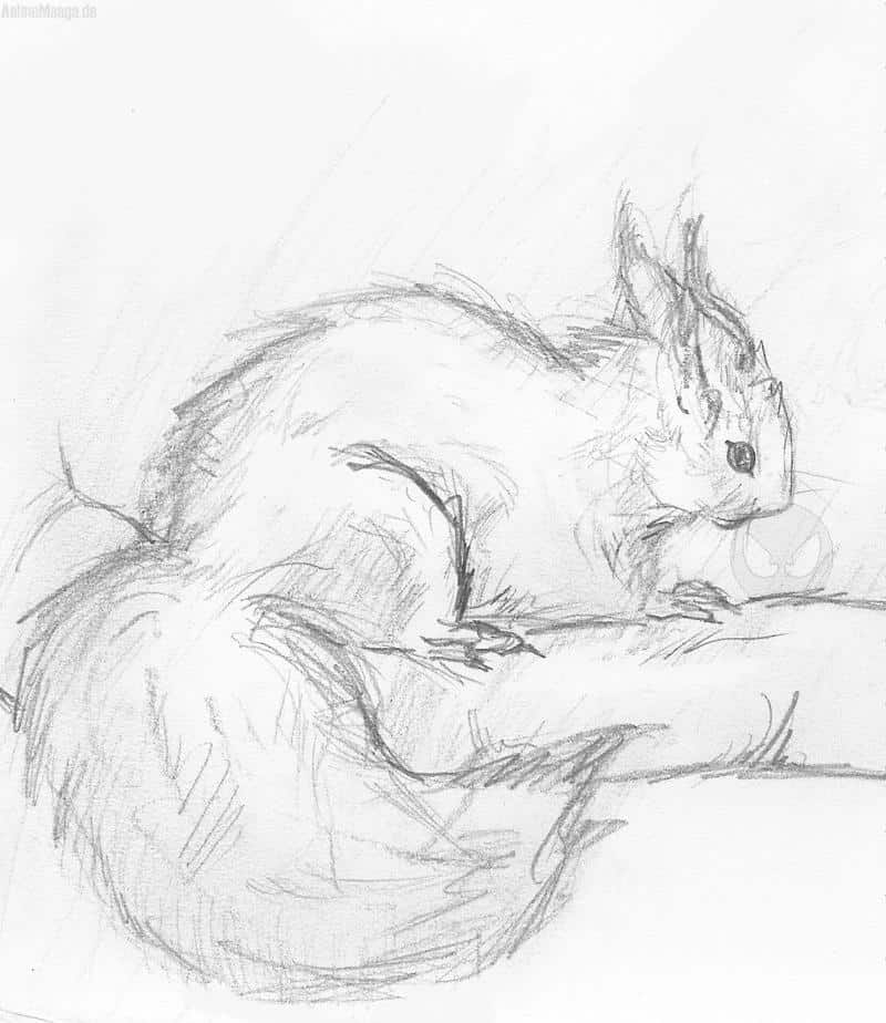 Eichh&ouml;rnchen