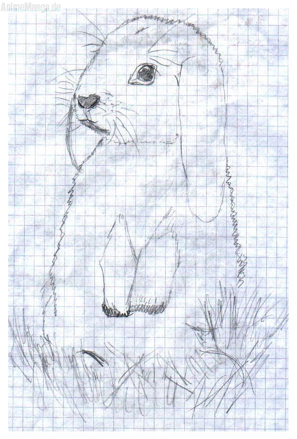 Mein Kaninchen Schnucki