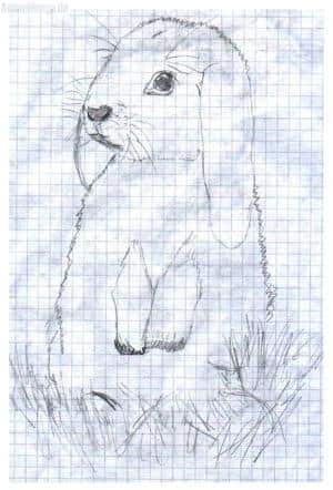 Mein Kaninchen Schnucki