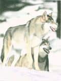 Wolves
