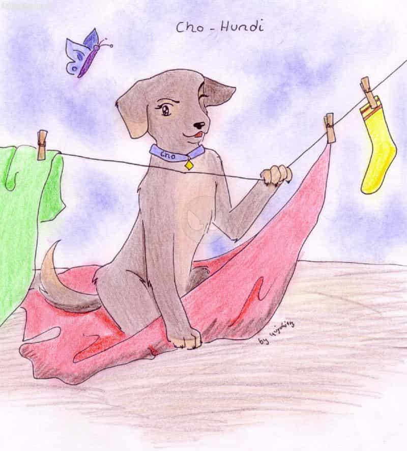 Cho-Hundi^^ Happy birthday, sweet-chan!!!!