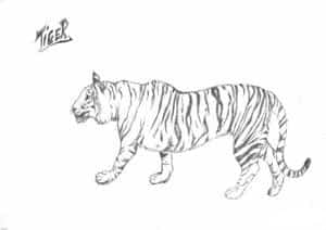 tiger