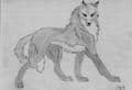 Wolf O.o