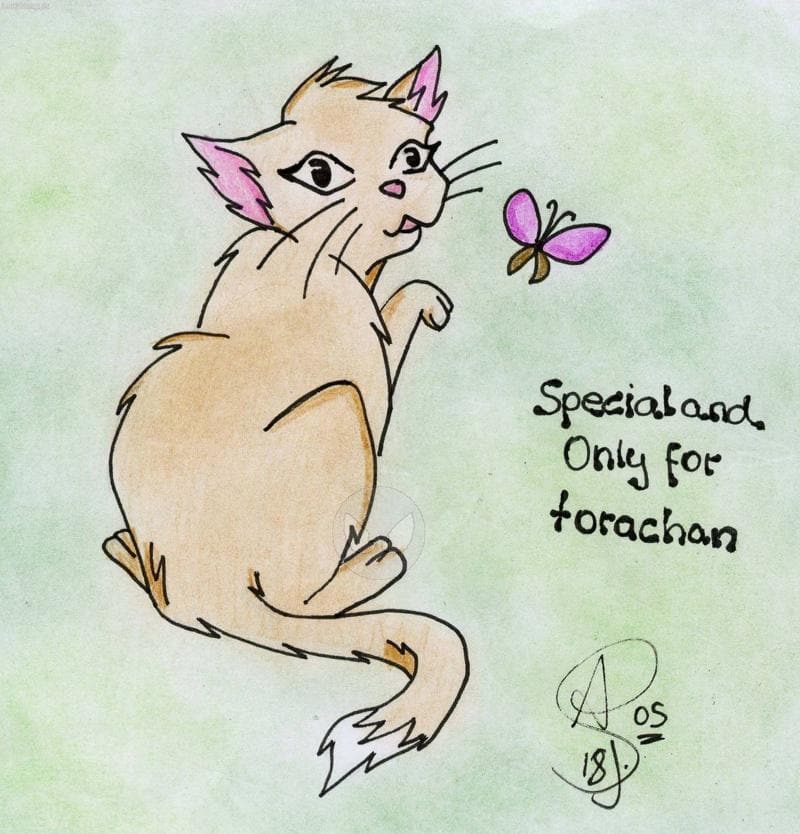 Special and Only for Torachan - Katze