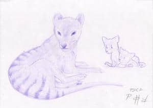 ...beutelwolfdingens...!?!