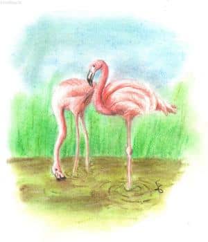 Flamingos