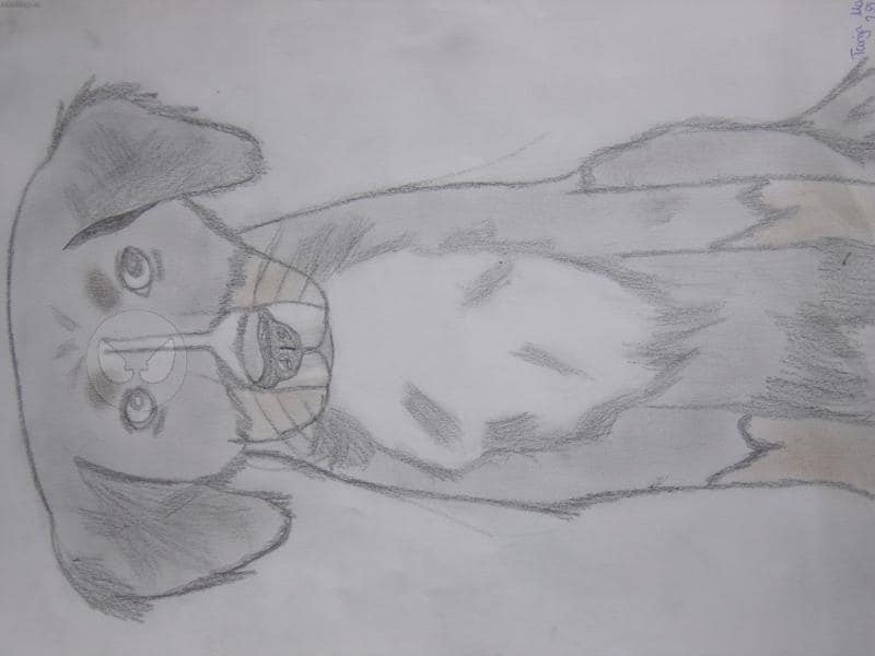 Mein verstorbener Hund ANKA