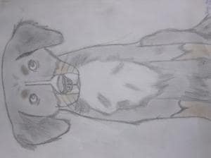 Mein verstorbener Hund ANKA