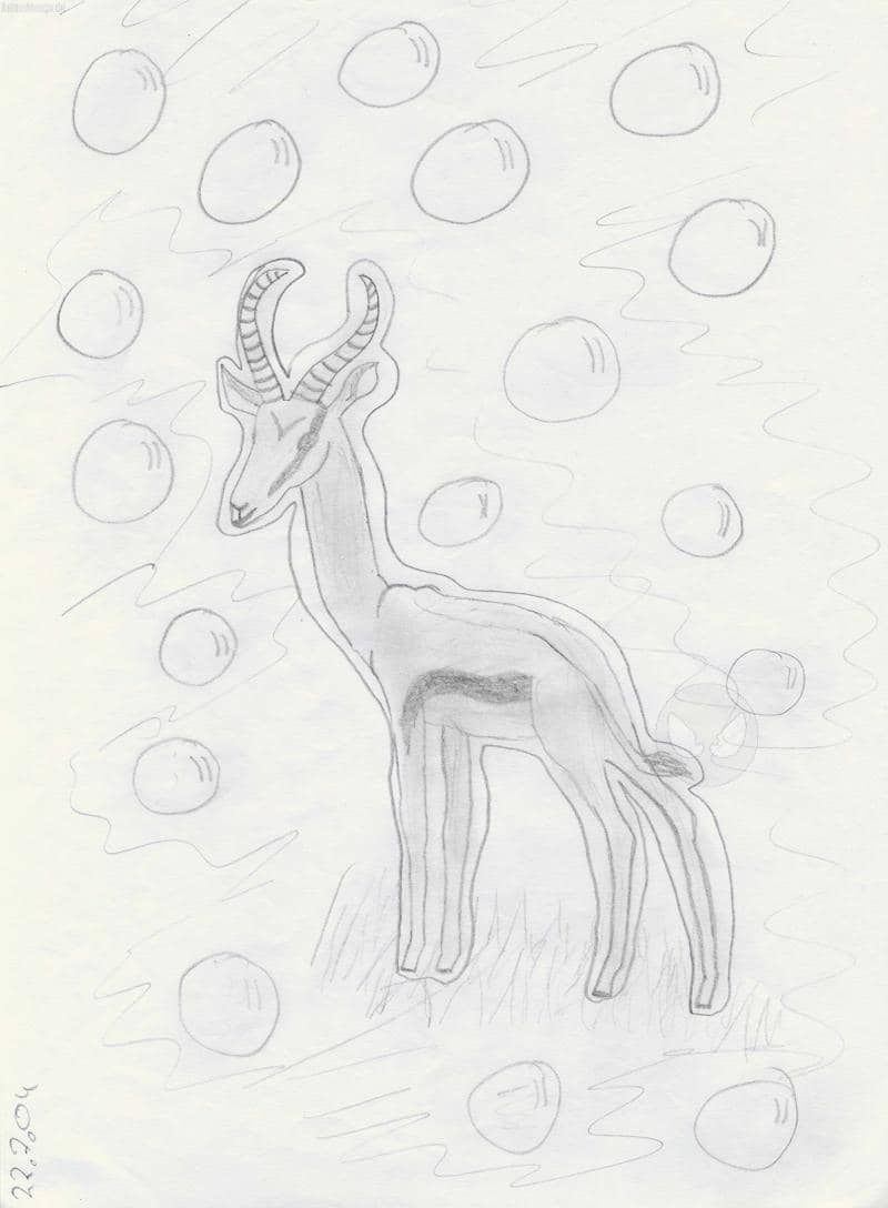 Springbock in Ruhestellung