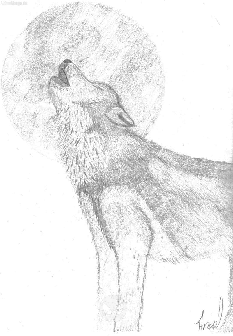 heulender wolf