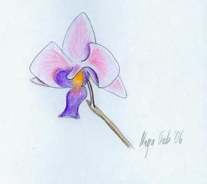 Orchidee