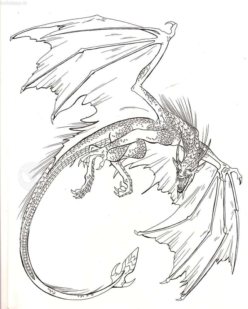 Drache Outlines