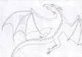cooler Drache OLs