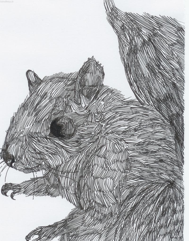 Eichhörnchen