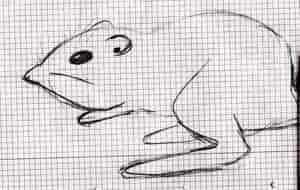 Zwergtaschenspringer